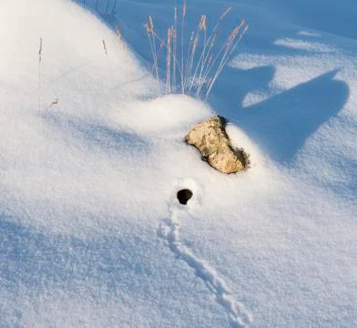 Mouse traces Stock Photos
