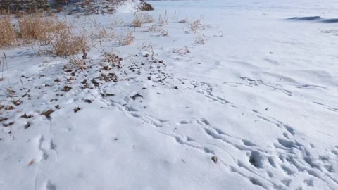 Mouse tracks in the winter forest. Stock Footage 149504857