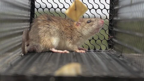 Mouse in trap 2 Stock Footage 75466071