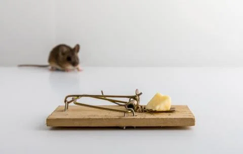 Mouse trap with cheese bait, and a small wood mouse, Apodemus sylvaticus, out of Stock Photos