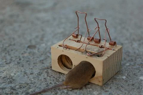 Mouse trap with curious mouse designed to capture rodents safely in a tradi.. Stock Photos