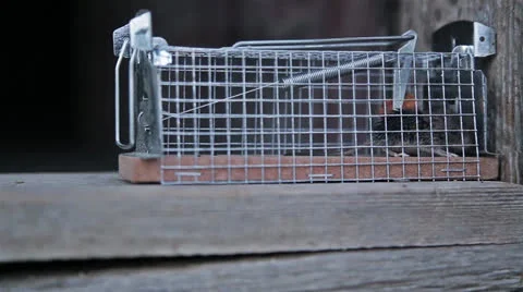 Mouse in a trap Stock Footage 25825158