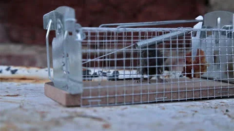 Mouse in a trap Stock Footage 26231511