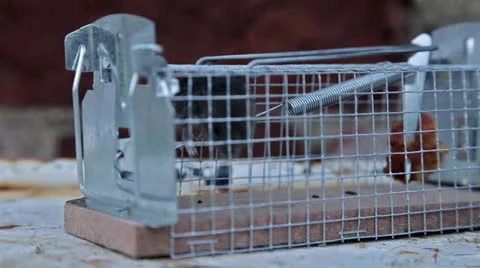 Mouse in a trap Stock Footage 26231525