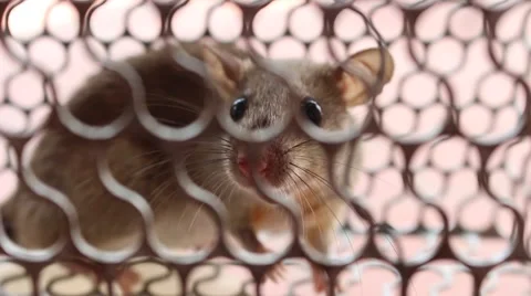 Mouse in trap Stock Footage 52373446