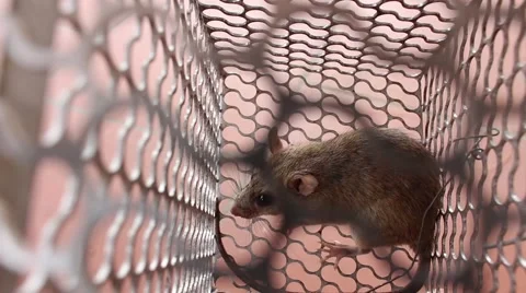 Mouse in trap Video stock 52373450