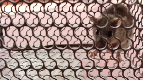 Mouse in trap Stock Footage 52373456