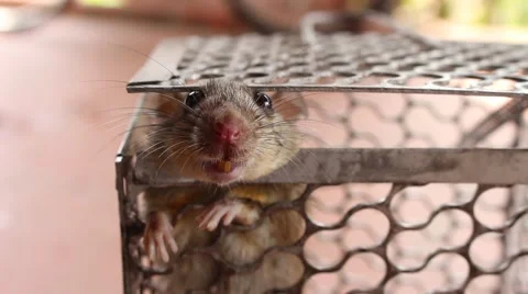 Mouse in trap Stock Footage 52373463