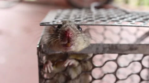 Mouse in trap Stock Footage 52373467