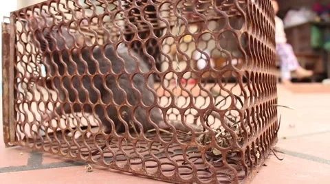 Mouse in the trap Stock Footage 67316637