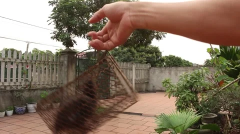 Mouse into the trap Stock Footage 67316661