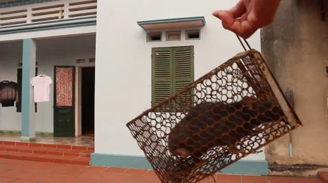 Mouse into the trap Stock Footage 67316690