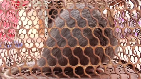 Mouse into the trap Stock Footage 67321619