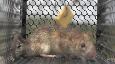 Mouse in Trap Stock Footage 75466048