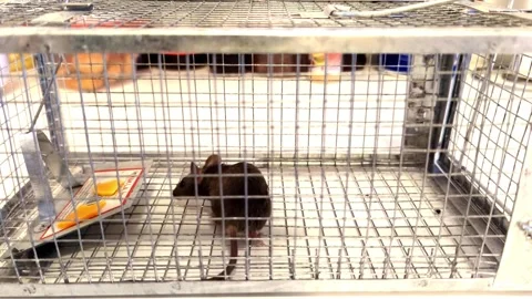 A mouse in the trap Stock Footage 250103422