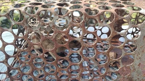 Mouse in trap Stock Footage 296262892