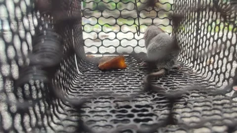 Mouse trap Stock Footage 303561240