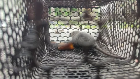 Mouse trap Stock Footage 303561261