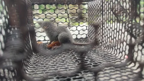 Mouse trap Stock Footage 303561330