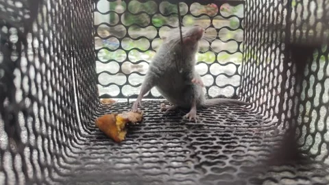Mouse trap Stock Footage 303561392