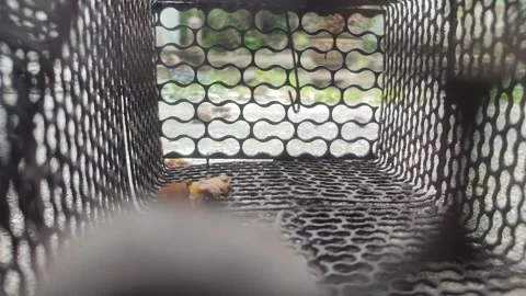 Mouse trap Stock Footage 303561442