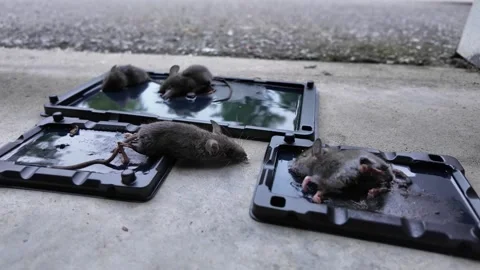 Mouse trap with mice, pests problem in big city warehouse storage or house... Stock Footage 291477082