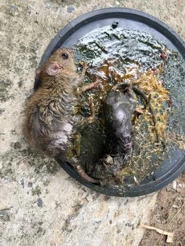 Mouse trap , mouse glue trap , rat Foto stock