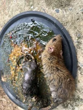 Mouse trap , mouse glue trap , rat Stock Photos