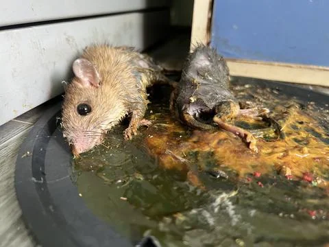 Mouse trap , mouse glue trap , rat Stock Photos