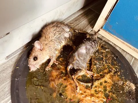 Mouse trap , mouse glue trap , rat Foto stock