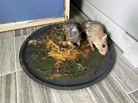 Mouse trap , mouse glue trap , rat Stock Photos