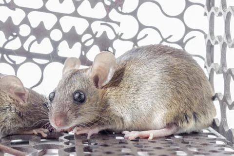 Mouse in trap Stock Photos