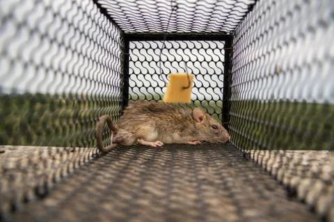 Mouse in Trap Stock-Fotos