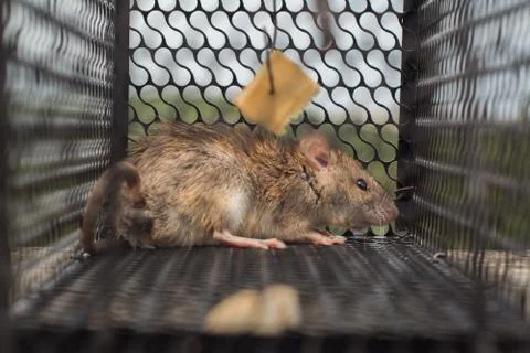 Mouse in Trap Stock-Fotos
