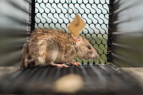 Mouse in Trap Stock-Fotos