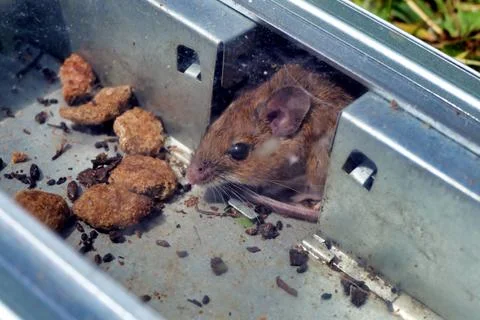 Mouse Trap. Fotos de archivo