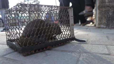Mouse trapped in the cage 스톡 동영상 154231602