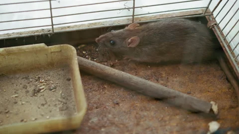 Mouse Trapped Inside Metal Cage Near Food Tray Video stock 329464414