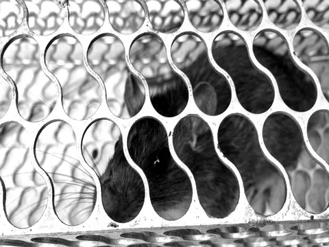 Mouse trapped in a metal cage Stock-Footage 69864944