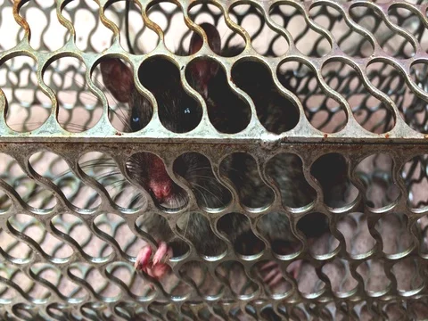 Mouse trapped in a metal cage Stock-Footage 69864975