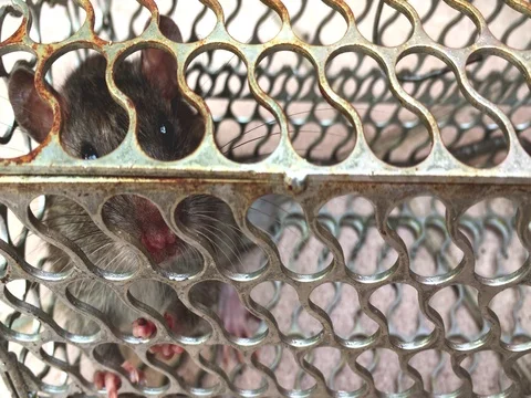 Mouse trapped in a metal cage Видео 69865012