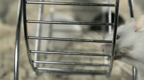 Mouse on Treadmill Stock Footage 874850