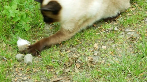 Mouse tries to escape from the cat Stock Footage 154790538
