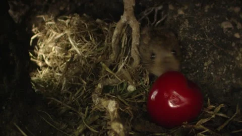 Mouse tries to move a cherry in its underground burrow Stock Footage 309518094