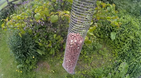 Mouse under bird feeder 01 Stock Footage 50713707