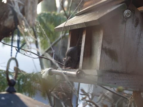 Mouse upside down in a bird feeder house Stock-Fotos