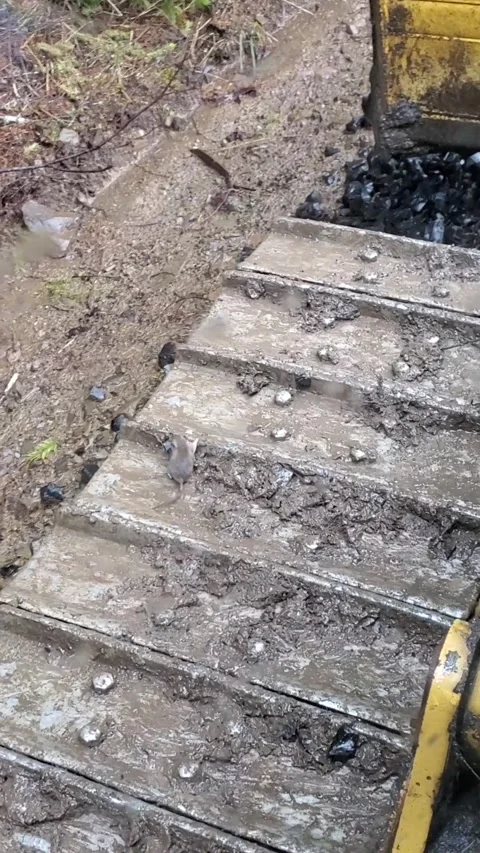 Mouse Uses Bulldozer Tracks as Exercise Machine, Gates, Oregon, USA - 22 Mar 202 Stock Footage 205337256