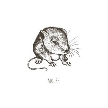 Mouse vector illustration. Stock Illustration