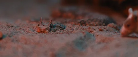 Mouse walking on a horned viper snake, while the snake covered in sand Stock Footage 129105504