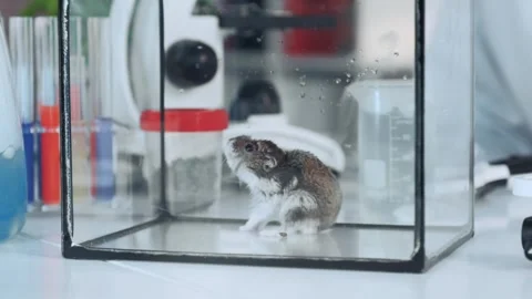Mouse walking inside glass container in scientific laboratory setting Stock-Footage 340980736